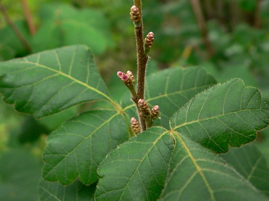 {Rhus aromatica}